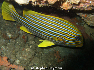 Fish by Stephen Seymour 